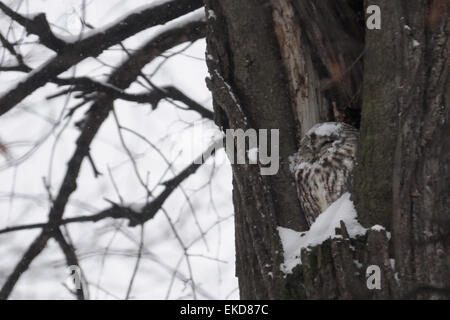 Allocco nel foro di nido nel parco di Mosca Foto Stock