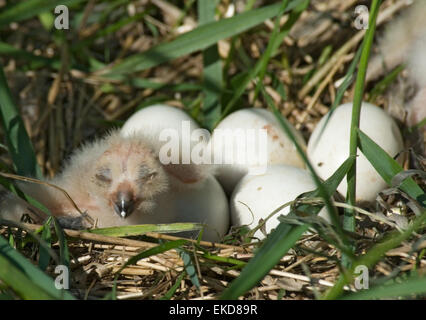 Corto-eared Owl nest presso il prato con pollo e uova Foto Stock