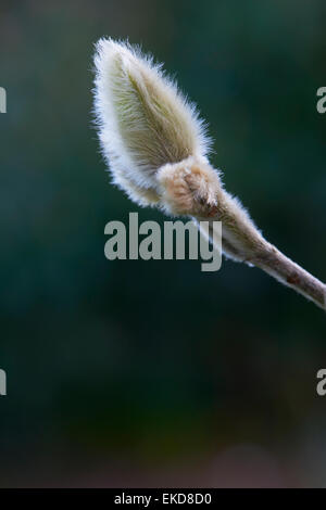 Magnolia stellata è una lenta crescita di medie dimensioni di Arbusti decidui di ampiamente arrotondati abitudine originarie dal Giappone. Foto Stock