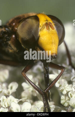 Volucella zonaria - una specie di Hoverfly Foto Stock
