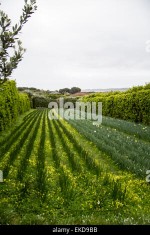 Righe di narcisi sulle Isole Scilly. Foto Stock