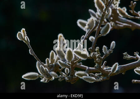 Magnolia stellata è una lenta crescita di medie dimensioni di Arbusti decidui di ampiamente arrotondati abitudine originarie dal Giappone. Foto Stock