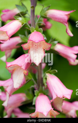 Digitalis "illuminamento' Fiore. Foto Stock