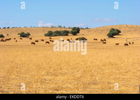 Le vacche e le querce da sughero sul taglio di un campo di grano in Alentejo pianure. Il Portogallo. Foto Stock
