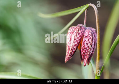 Fritillaria meleagris, serpenti fritillary testa. Foto Stock