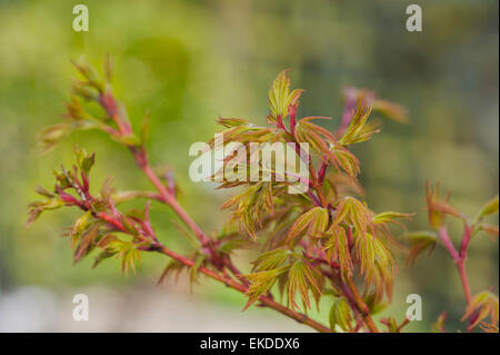 Acer palmatum senkaki Foto Stock