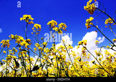 Kangan, Kashmir. Il 9 aprile 2015. Una vista di completamente fiorì la senape campo Kangan nella regione indiana del Kashmir amministrato on April 09, 2015 Credit: NISARGMEDIA/Alamy Live News Foto Stock