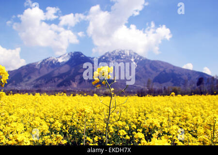 Kangan, Kashmir. Il 9 aprile 2015. Una vista di completamente fiorì la senape campo Kangan nella regione indiana del Kashmir amministrato on April 09, 2015 Credit: NISARGMEDIA/Alamy Live News Foto Stock