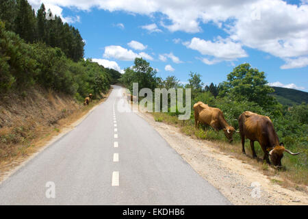 Gruppo di vacca in Tras os Montes, Portogallo. Foto Stock