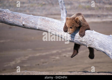 Simpatico Orso grizzly molla Cub, Ursus arctos, appeso ad un ramo, il Parco Nazionale del Lago Clark, Alaska, STATI UNITI D'AMERICA Foto Stock