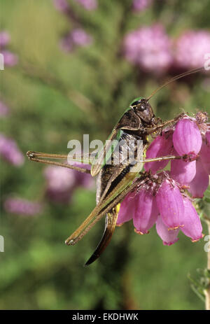 Bog Bush-cricket - Metrioptera brachyptera Foto Stock