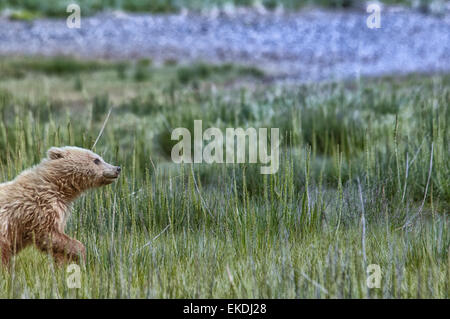 Carino biondo Orso grizzly molla Cub, Ursus arctos, in esecuzione in sedge erba, il Parco Nazionale del Lago Clark, Alaska, STATI UNITI D'AMERICA Foto Stock