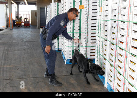 I funzionari della dogana e della protezione delle frontiere (CBP) degli Stati Uniti in Arizona utilizzano canini appositamente addestrati per ispezionare le merci nei porti di entrata. In questa operazione, i funzionari del CBP e i loro partner canini hanno condotto ispezioni di confezioni contenenti potenziali contrabbando, come frutta falsa, utilizzando strumenti avanzati come VACIS per la scansione e il rilevamento. Foto Stock