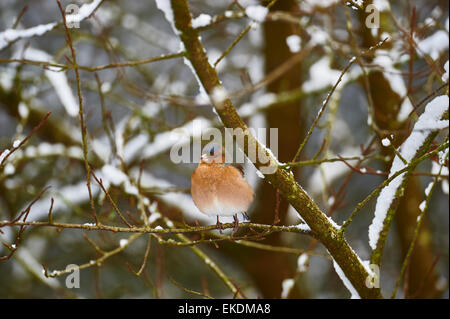 Comune di fringuello, maschio, Fringilla coelebs, West Lothian, Scozia, Regno Unito Foto Stock