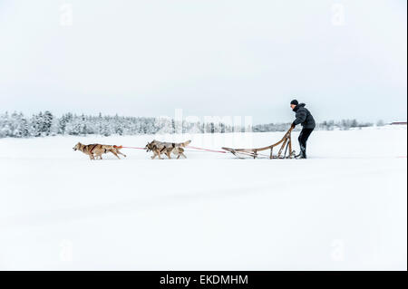 Husky sled tour. Kongass. Levi. La Finlandia. La Lapponia. La Scandinavia Foto Stock