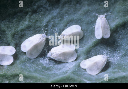 Cavolo mosche bianche - Aleyrodes proletella Foto Stock