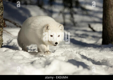 Arctic Fox (Vulpes vulpes lagopus) alla ricerca di cibo nella neve in inverno Foto Stock