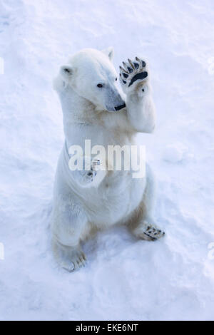 Orso polare (Ursus maritimus) femmina in piedi fino a odore di cibo Foto Stock