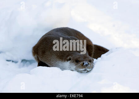Lontra europea (Lutra lutra) essiccare la sua pelliccia mediante sfregamento nella neve Foto Stock
