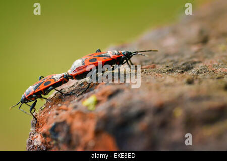 Firebugs - Pyrrhocoris Apterus sul contesto roccioso Foto Stock