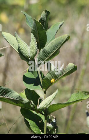 Lumache, sulle foglie di una pianta milkweed, Foto Stock