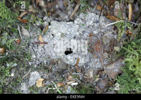 Nuova Foresta Cicala - Cicadetta montana Foto Stock