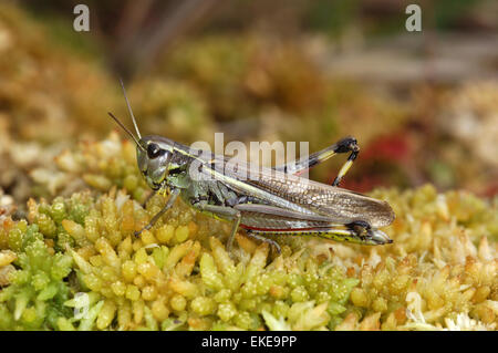 Vasta palude Grasshopper - Stethophyma grossum Foto Stock