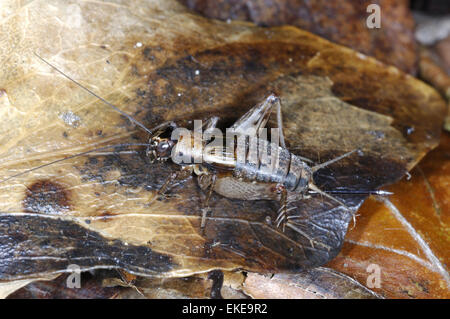 Legno Cricket - Nemobius sylvestris Foto Stock