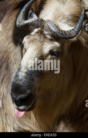 Close up di Takin, un tibetano mammifero trovato spesso in Himalaya. Questa foto è stata scattata in un giardino zoologico. Foto Stock