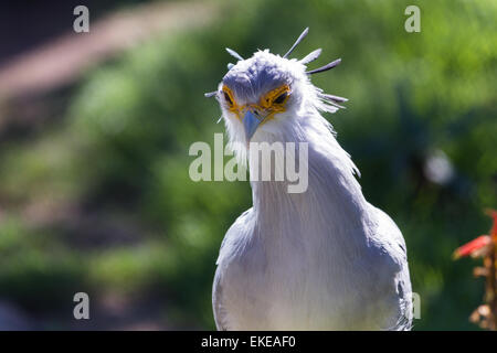 Close up di un segretario bird con un giallo e arancione la maschera per il viso e una corona bluastra Foto Stock