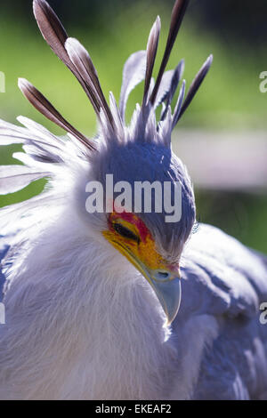 Close up di un segretario bird con un giallo e arancione la maschera per il viso e una corona bluastra Foto Stock