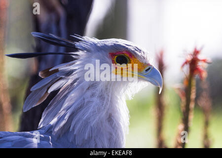 Close up di un segretario bird con un giallo e arancione la maschera per il viso e una corona bluastra Foto Stock