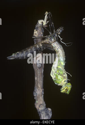 L'imperatore Dragonfly emergere - Anax imperator Foto Stock