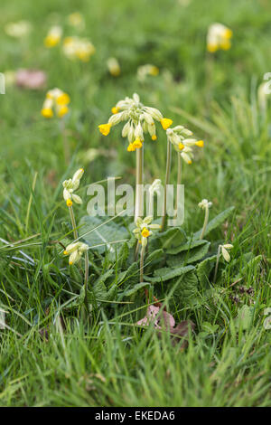 Cowslip comune, Primula veris, crescendo in primavera nel Surrey, Regno Unito Foto Stock