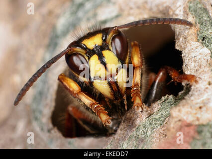 Median Wasp - Dolichovespula media Foto Stock