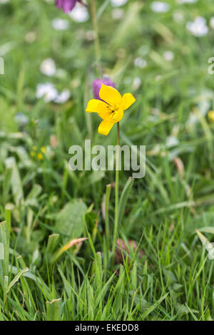 Giallo Tulipano selvatico, Tulipa sylvestris, crescita e fioritura in primavera nel Surrey, Inghilterra, Regno Unito Foto Stock