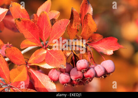 Close up di frutta della Pacific Crabapple tree (Malus Fusca) Foto Stock