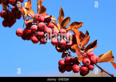 Close up di frutta della Pacific Crabapple tree (Malus Fusca) Foto Stock