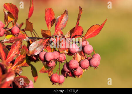 Close up di frutta della Pacific Crabapple tree (Malus Fusca) Foto Stock