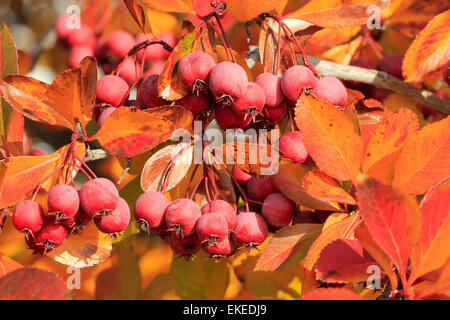 Close up di frutta della Pacific Crabapple tree (Malus Fusca) Foto Stock