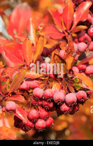 Close up di frutta della Pacific Crabapple tree (Malus Fusca) Foto Stock