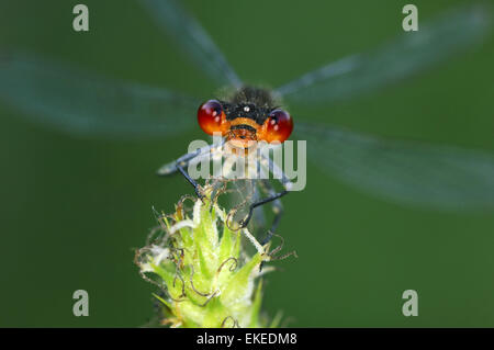 Red-eyed Damselfly - Erythromma najas Foto Stock