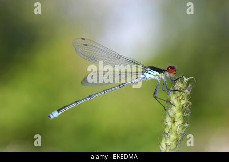 Red-eyed Damselfly - Erythromma najas Foto Stock