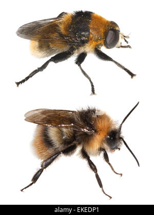 Bumblebee Bombus lucorum (fondo) e hoverfly imitare (top) Volucella bombylans Foto Stock