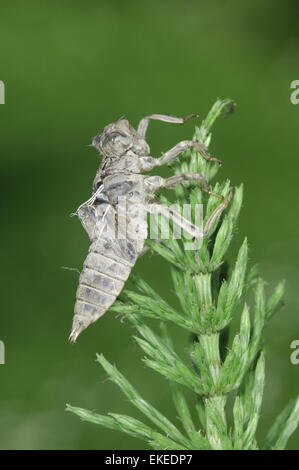 Quattro-spotted Chaser - Libellula quadrimaculata - esuvia Foto Stock