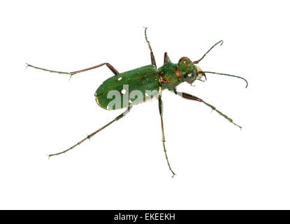 Verde Scarabeo Tigre - Cicindela campestris Foto Stock