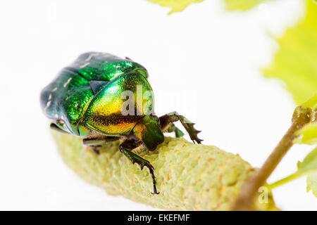 Rose chafer strisciando su un ramo (Cetonia aurata) su uno sfondo bianco Foto Stock