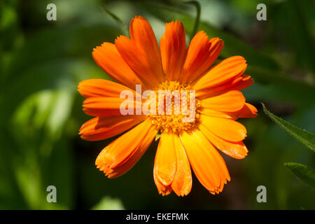 Molla bellissimo fiore giallo sullo sfondo della terra, la prima molla di piante Foto Stock