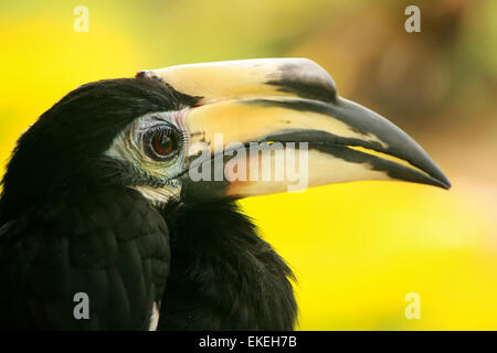 Oriental Pied Hornbill (Anthracoceros albirostris), Sepilok, Borneo Malaysia Foto Stock