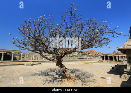 Fansypansy albero a Vitthala tempio di Hampi, nello stato di Karnataka, India. Foto Stock